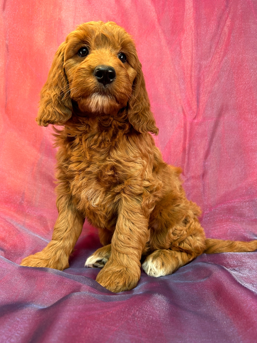 Female Mini Goldendoodle Puppy for Sale DOB 9-2-2024 $1200